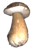bolet-gros-pied_boletus.png