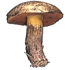 boletus_luridus.png