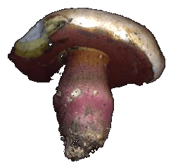 boletus_satanas